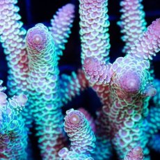 画像2: CDU Acropora Ultra No.248 (2)