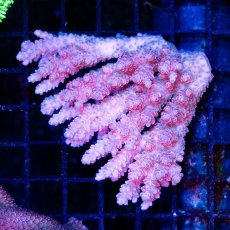 画像1: CDU Acropora Ultra No.247 (1)