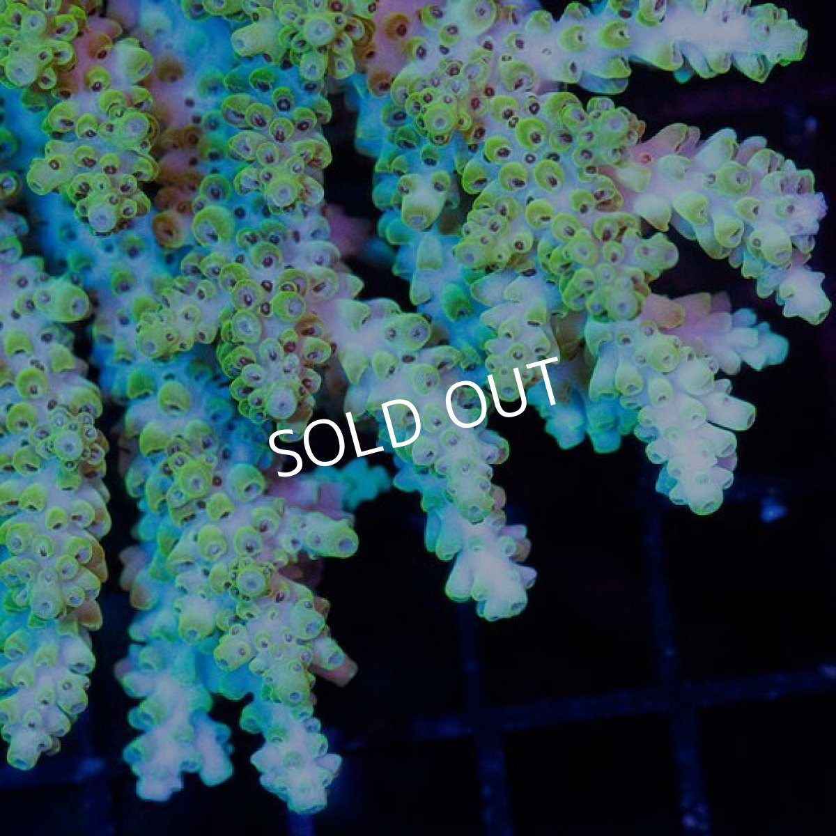 画像2: CDU Acropora Ultra No.251 (2)