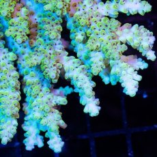 画像2: CDU Acropora Ultra No.251 (2)