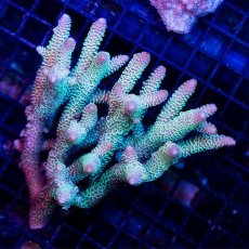 画像1: CDU Acropora Ultra No.248 (1)