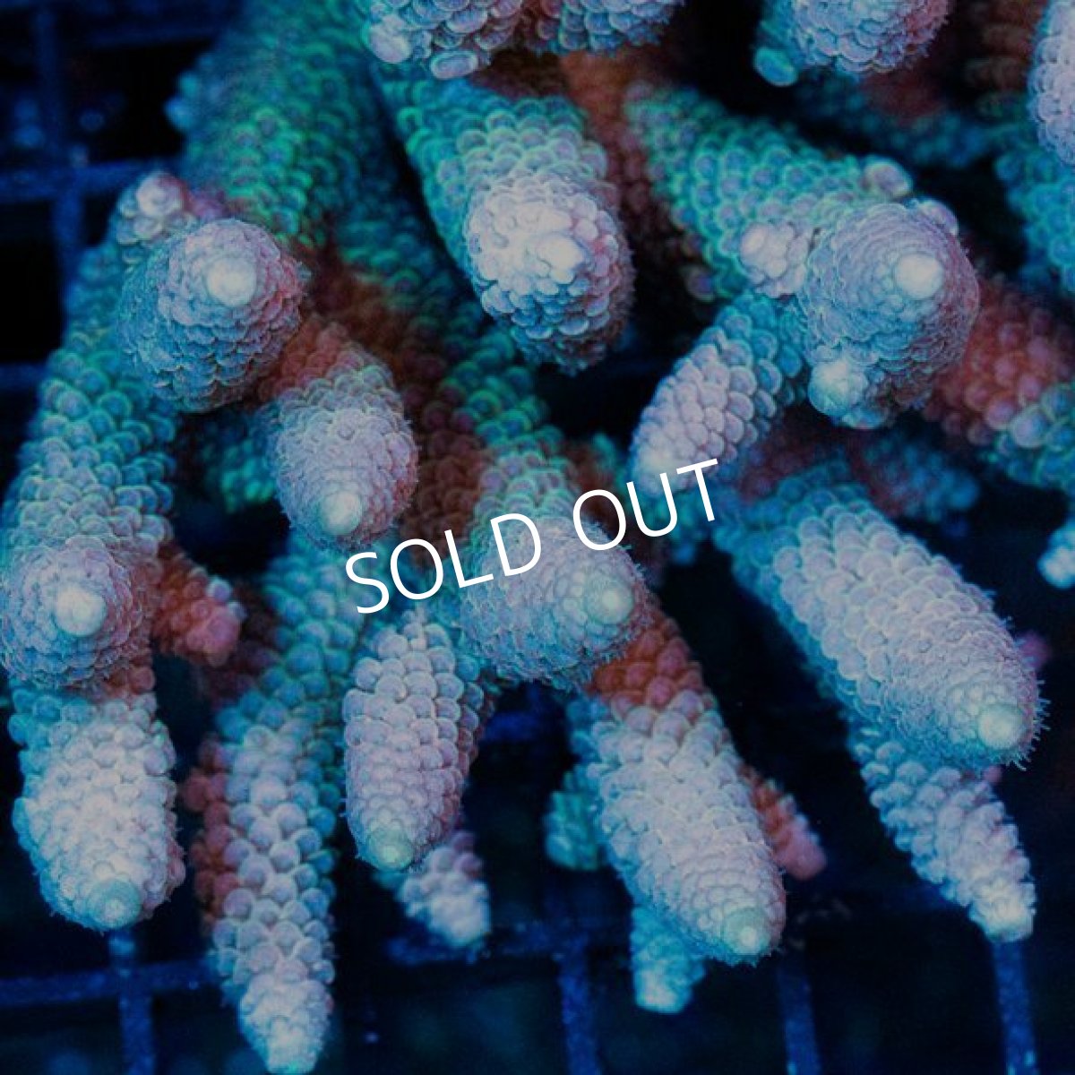 画像2: CDU Acropora Ultra No.249 (2)