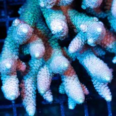 画像2: CDU Acropora Ultra No.249 (2)