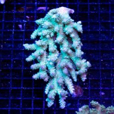 画像1: CDU Acropora Ultra No.250 (1)