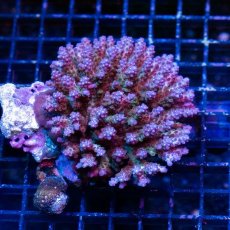 画像1: FCA Acropora No.20 (1)