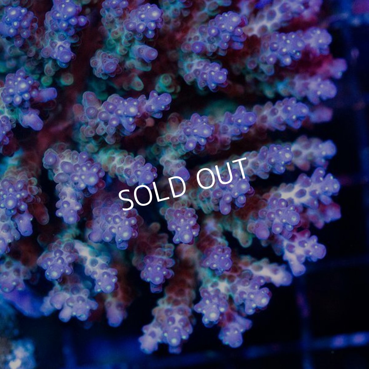 画像2: FCA Acropora No.20 (2)