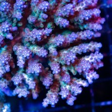 画像2: FCA Acropora No.20 (2)