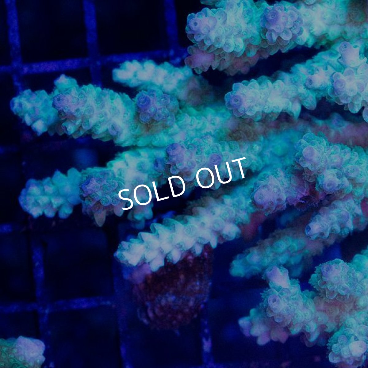 画像2: CDU Acropora Ultra No.250 (2)