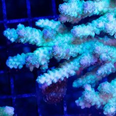 画像2: CDU Acropora Ultra No.250 (2)