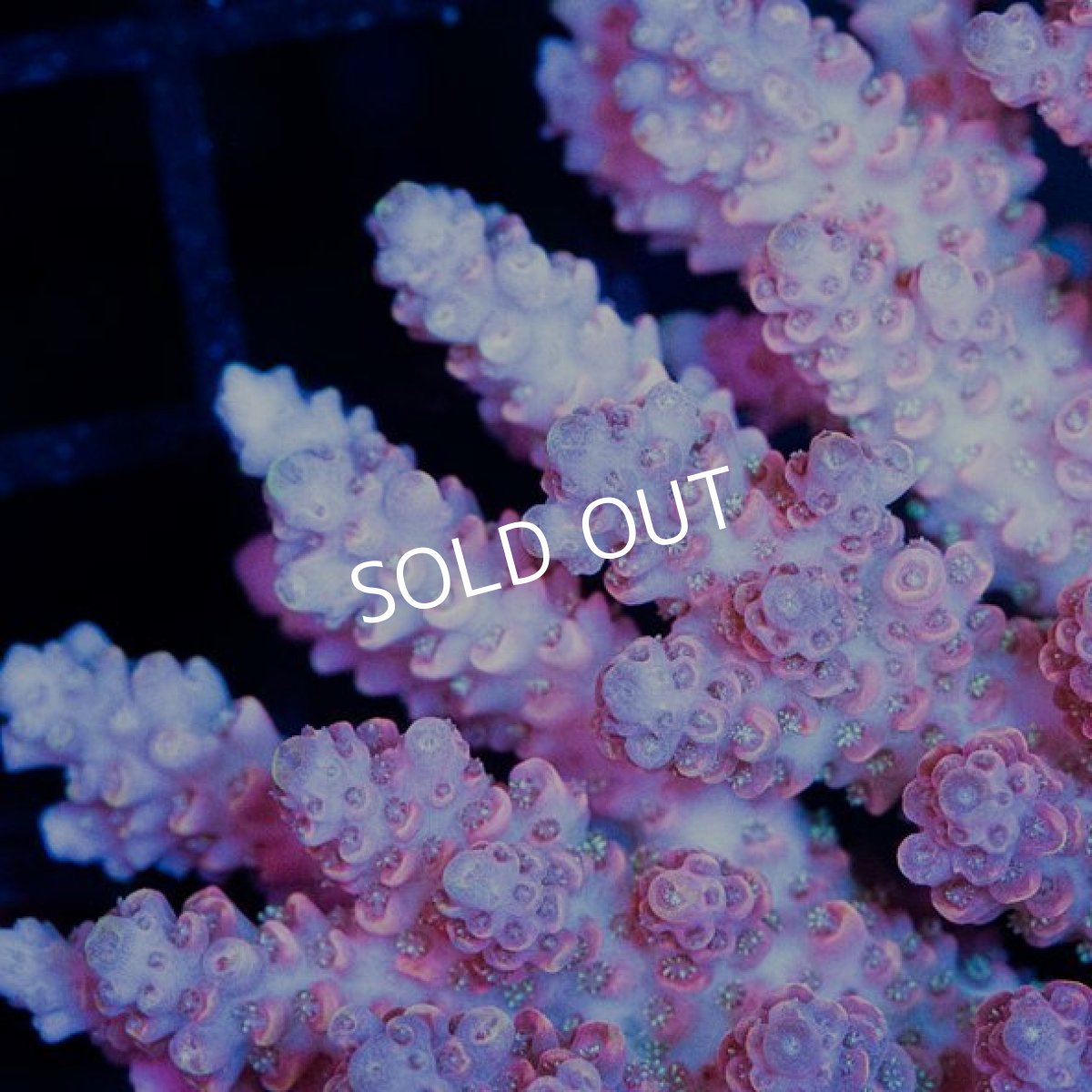 画像2: CDU Acropora Ultra No.247 (2)