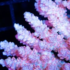 画像2: CDU Acropora Ultra No.247 (2)