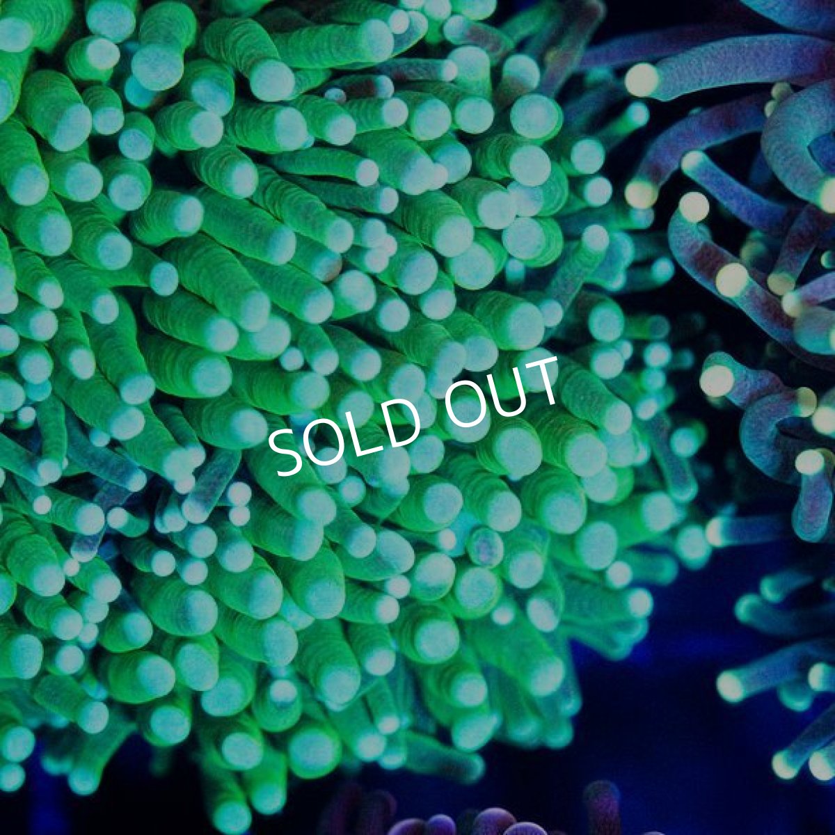 画像2: CDU Torch Green No.4 (2)