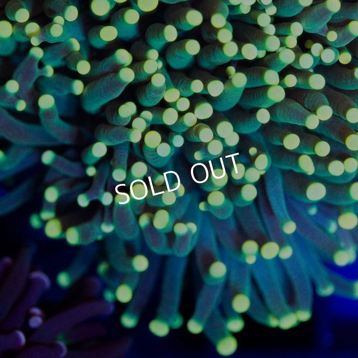 画像2: CDU Torch Green No.5 (2)