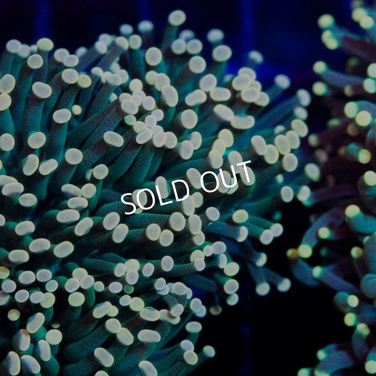 画像2: CDU Torch Green No.2 (2)