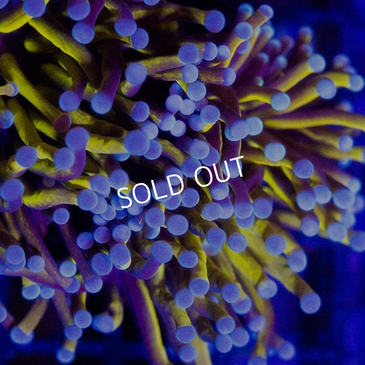 画像2: CDU Torch Gold No.7 (2)