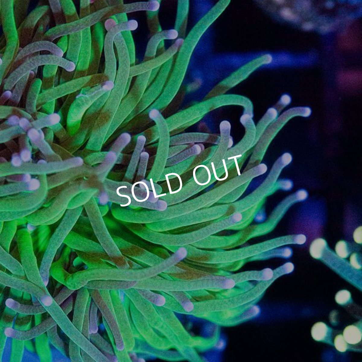 画像2: CDU Torch Green No.1 (2)