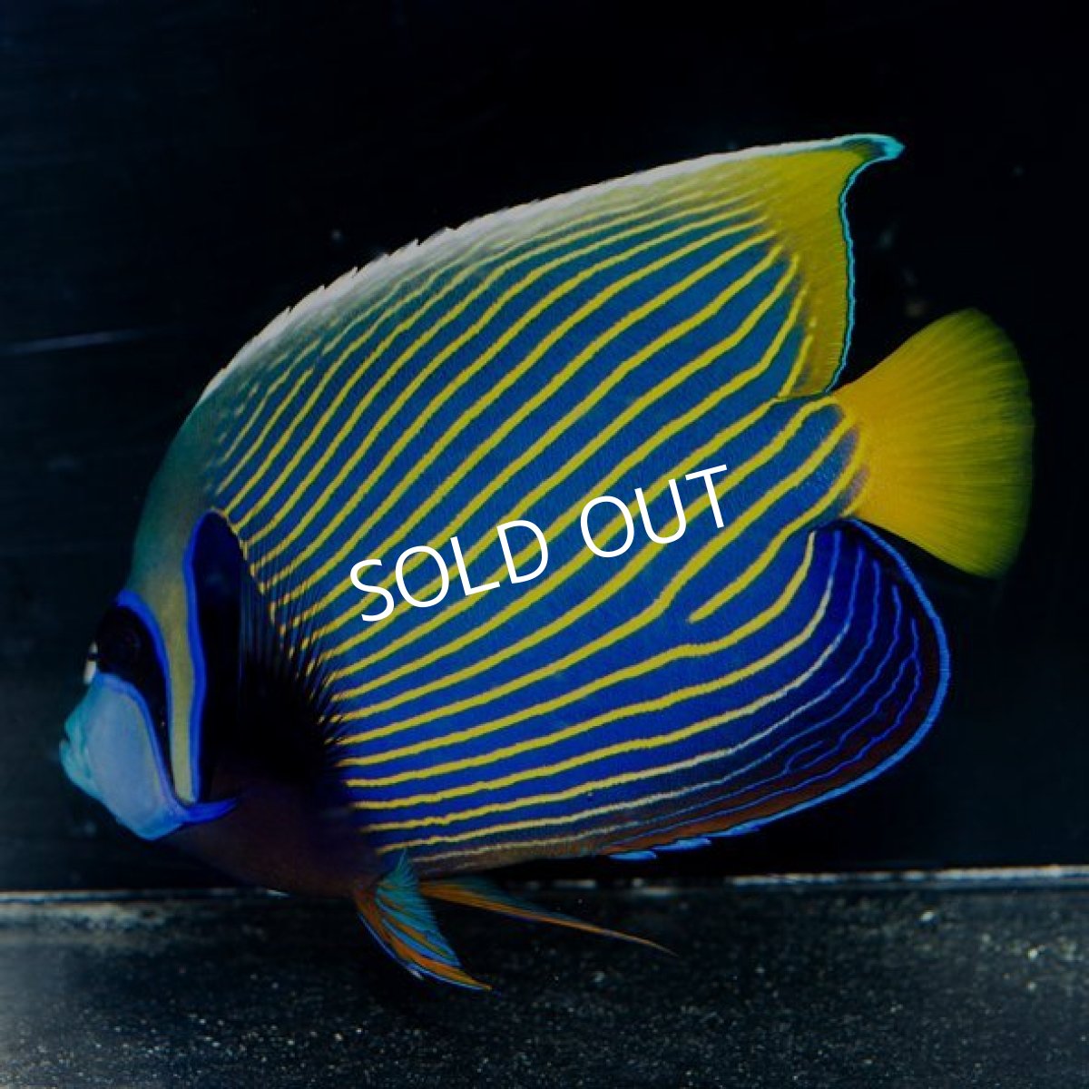 画像2: タテジマキンチャクダイ 太平洋型 (2)