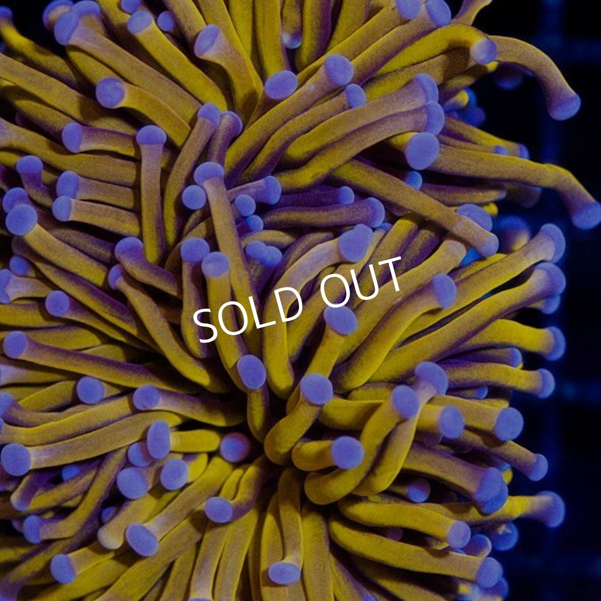 画像2: CDU Torch Gold No.6 (2)