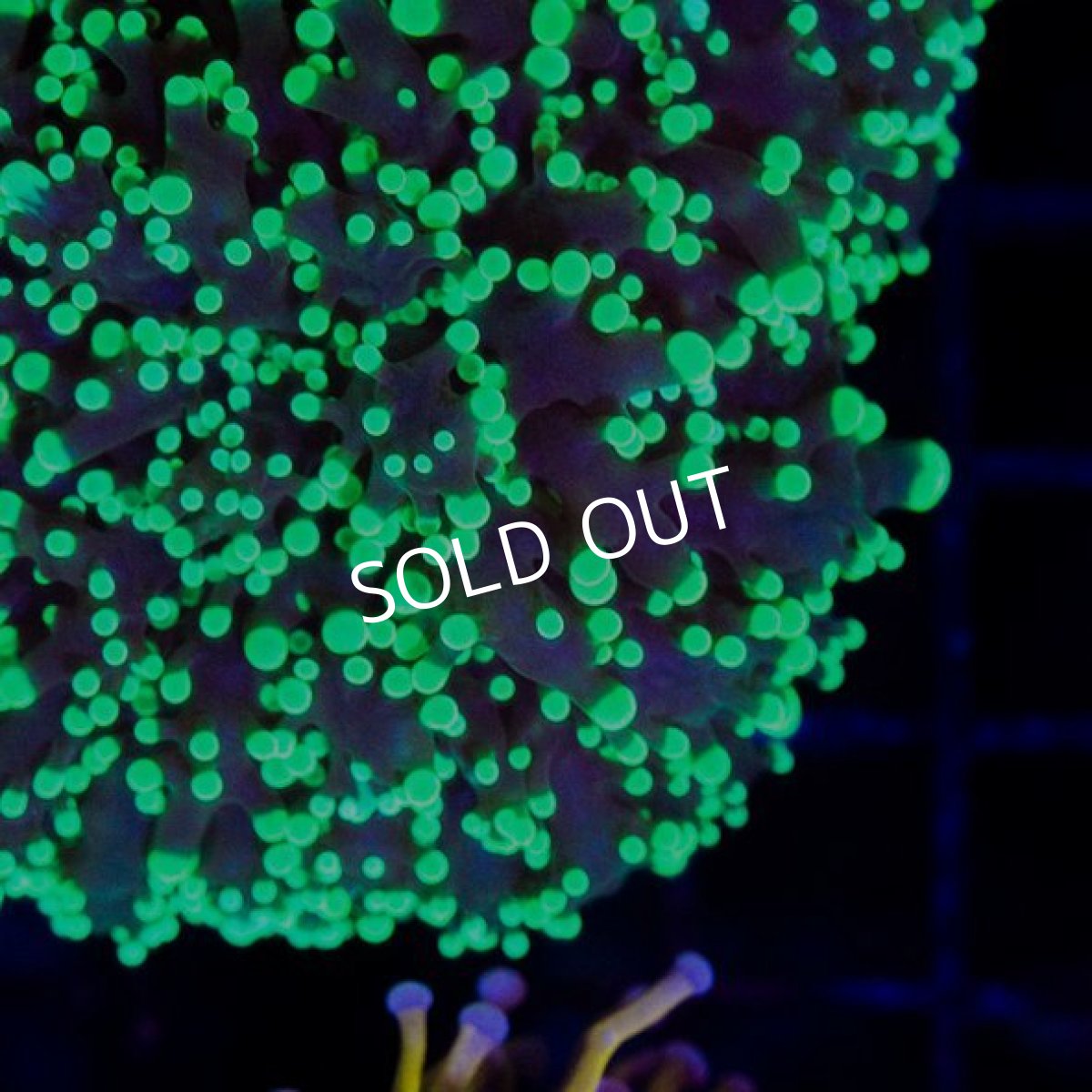 画像2: CDU タコアシサンゴ (2)