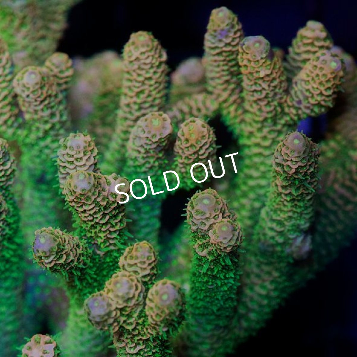 画像2: ハイマツミドリイシ L-size IDN No.1 (2)