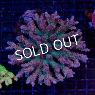 さっちーさん専用オオバナサンゴグリーン オレンジストライプ サンゴが30%引きも明日まで！お買い忘れのないように今一度