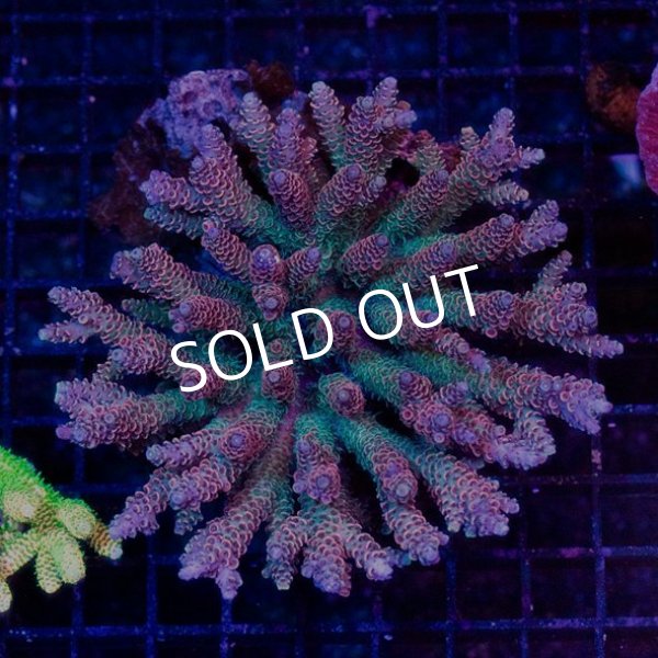 ハイマツミドリイシ L-size IDN No.2 - 海水魚専門店 ceppo onlinestore