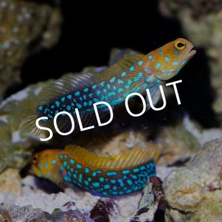 マスタッチジョーフィッシュ No.２ - 海水魚専門店 ceppo onlinestore