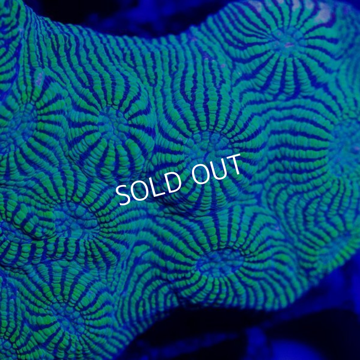 画像2: CDU Chalice (2)