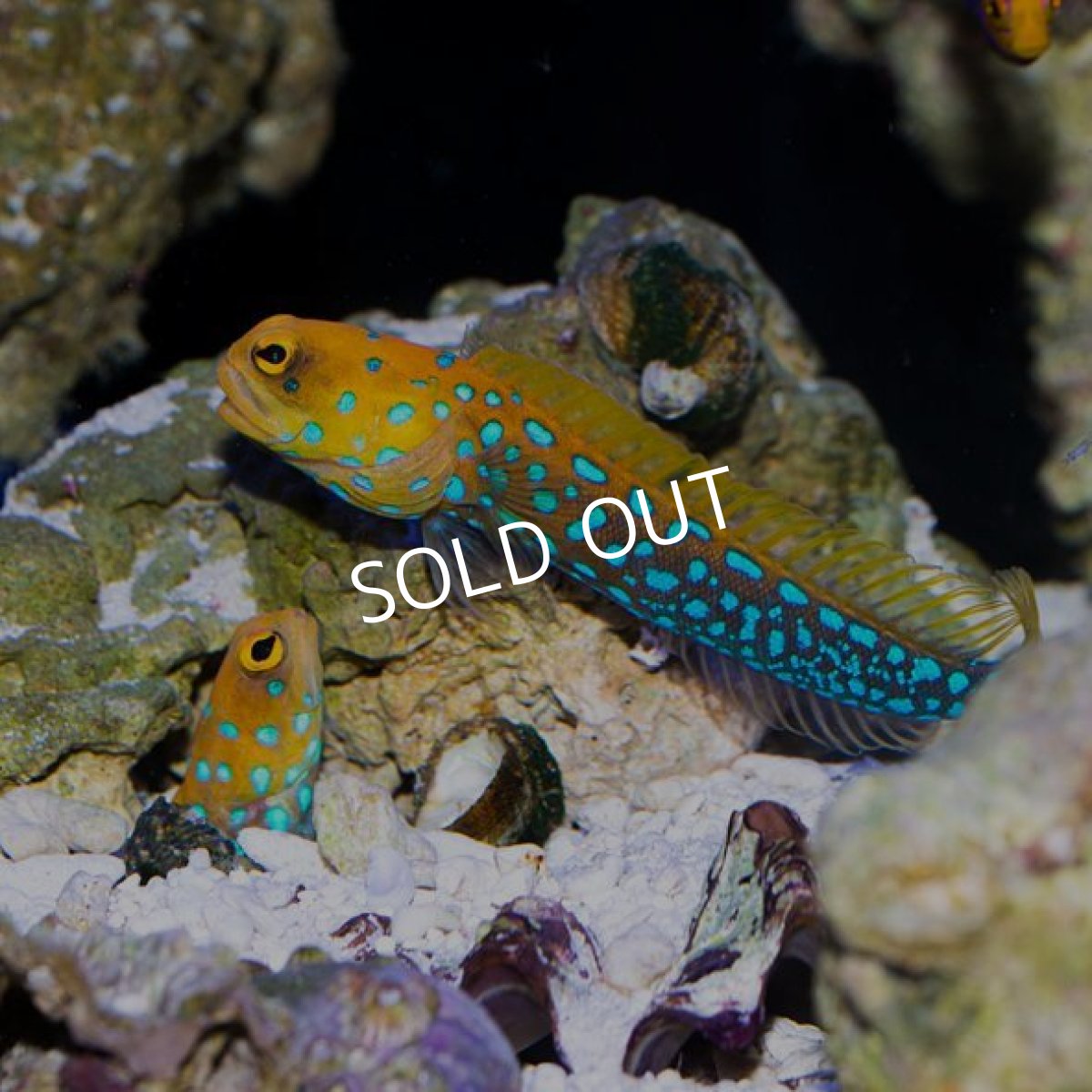 画像2: ブルースポッテッドジョーフィッシュ (2)