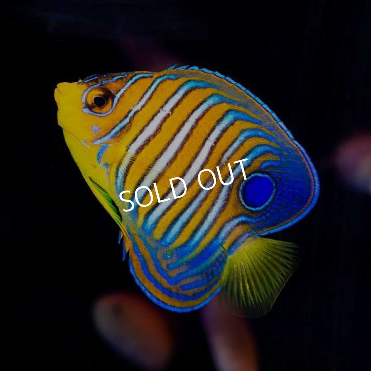 画像2: インドニシキヤッコ　MS　　モルジブ (2)