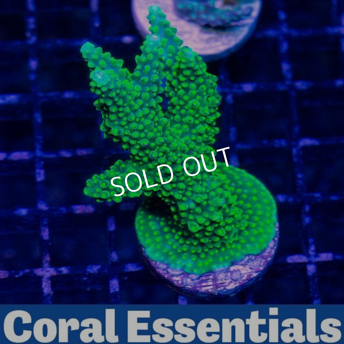 画像2: CE Dallas (2)