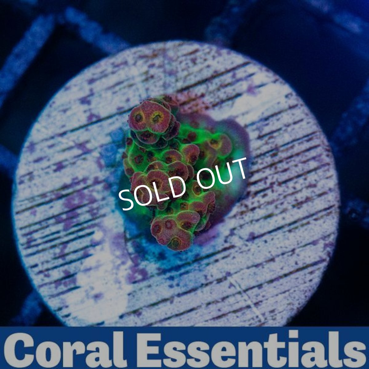 画像2: CE PC Rainbow (2)