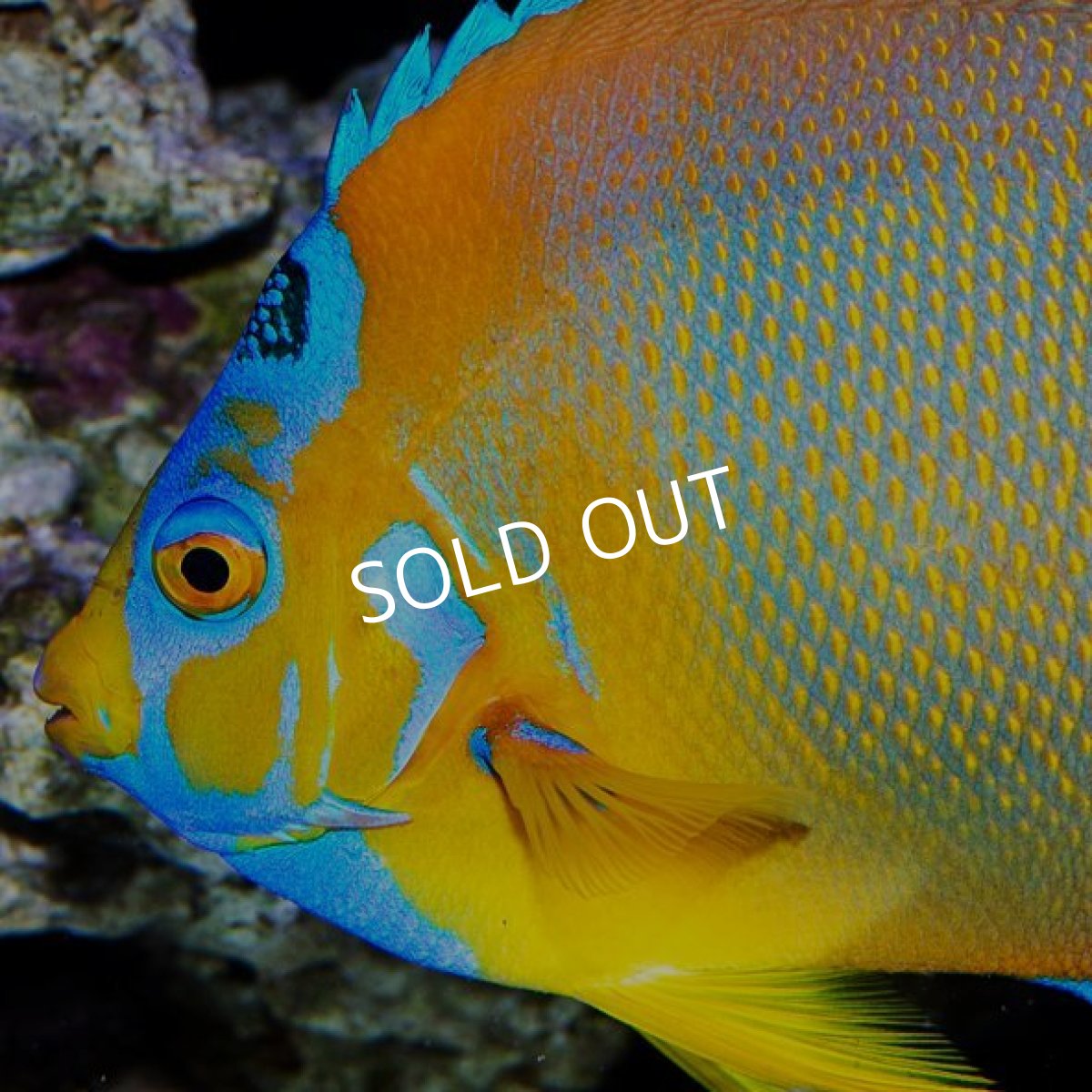 画像2: クイーンエンゼル L ブラジル (2)