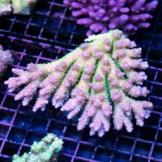 画像1: IF Acropora Ultra No.4 (1)