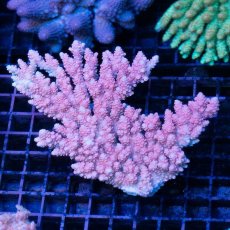 画像2: IF Acropora Ultra No.16 (2)