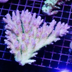 画像2: IF Acropora Ultra No.4 (2)