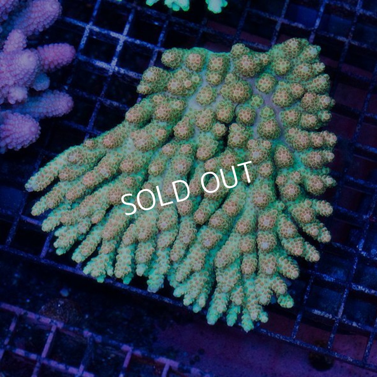 画像1: IF Acropora Ultra No.5 (1)