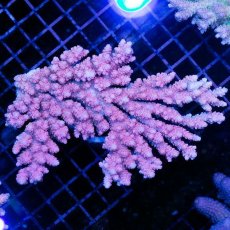 画像1: IF Acropora Ultra No.16 (1)