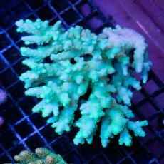 画像1: IF Acropora Kodama No.8 (1)