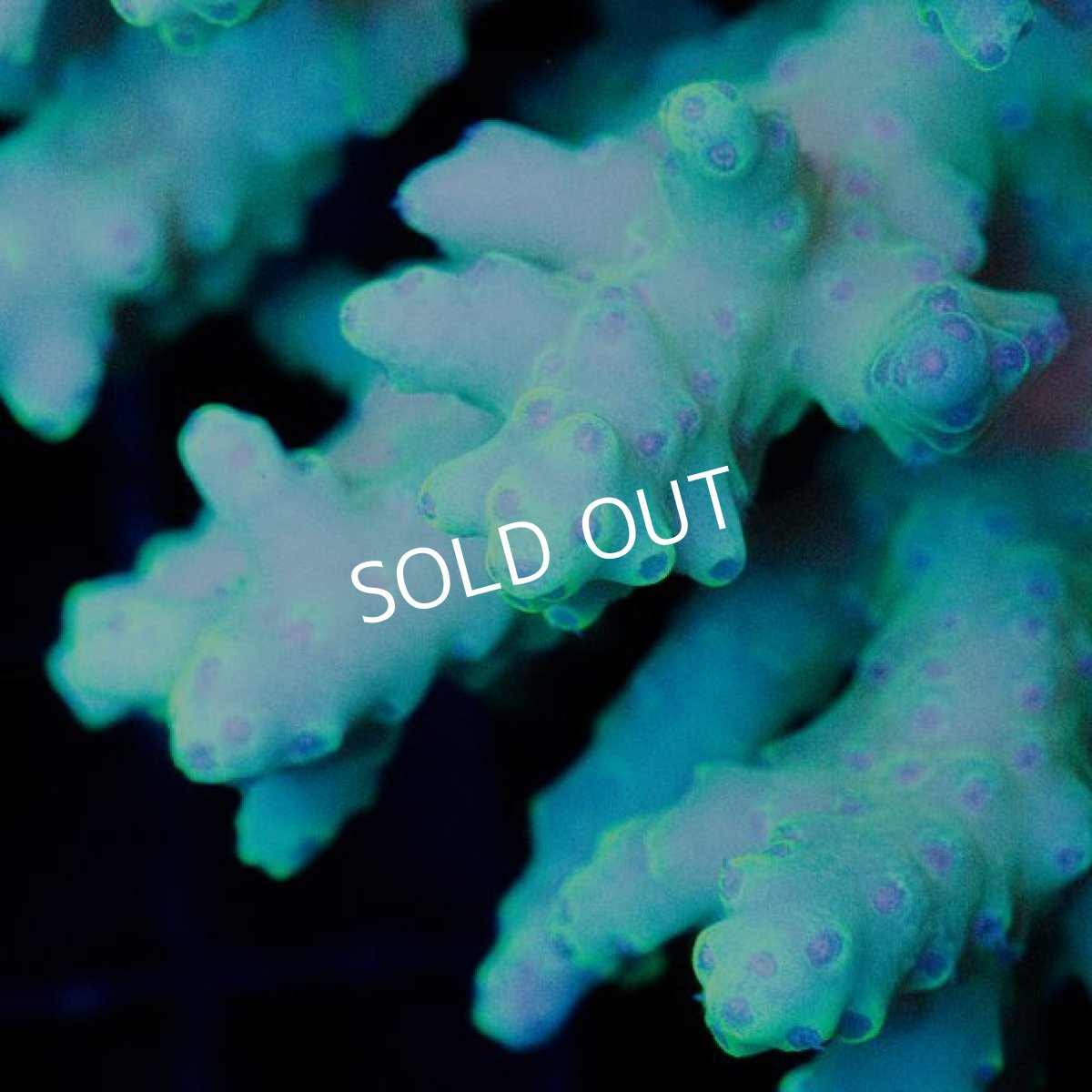 画像2: IF Acropora Kodama No.8 (2)