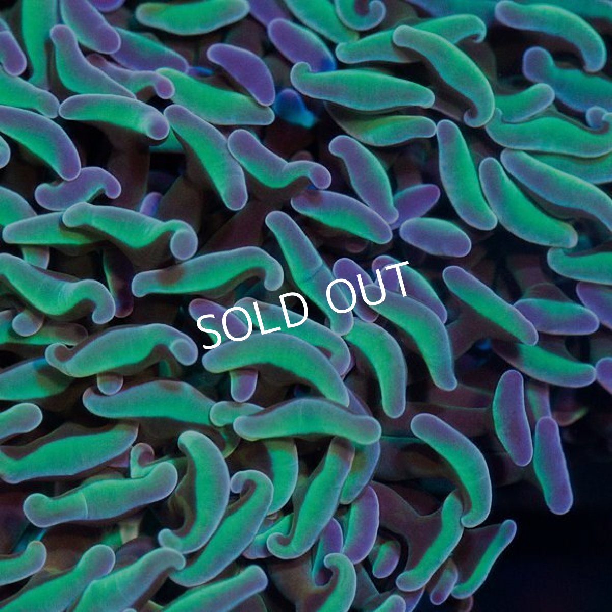 画像2: IF ナガレハナ Green No.2 (2)