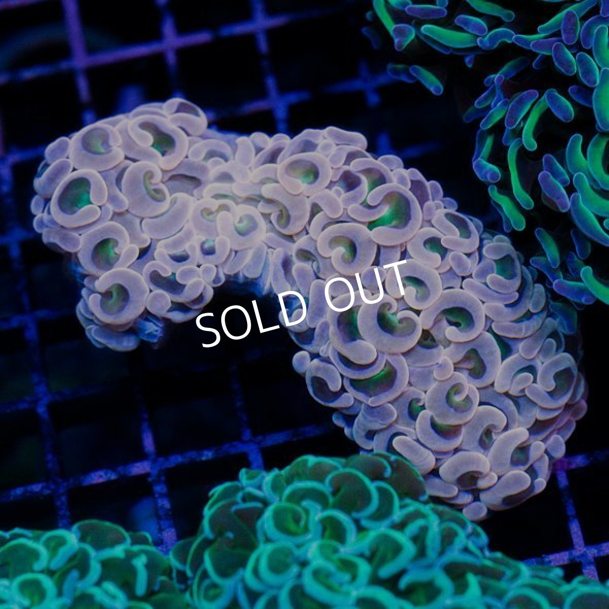 画像2: IF ナガレハナ　Pink (2)