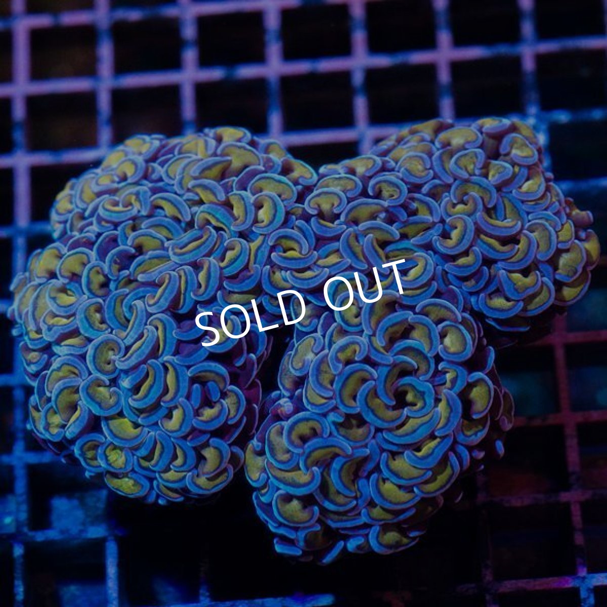 画像2: IF ナガレハナ　Gold Stem (2)