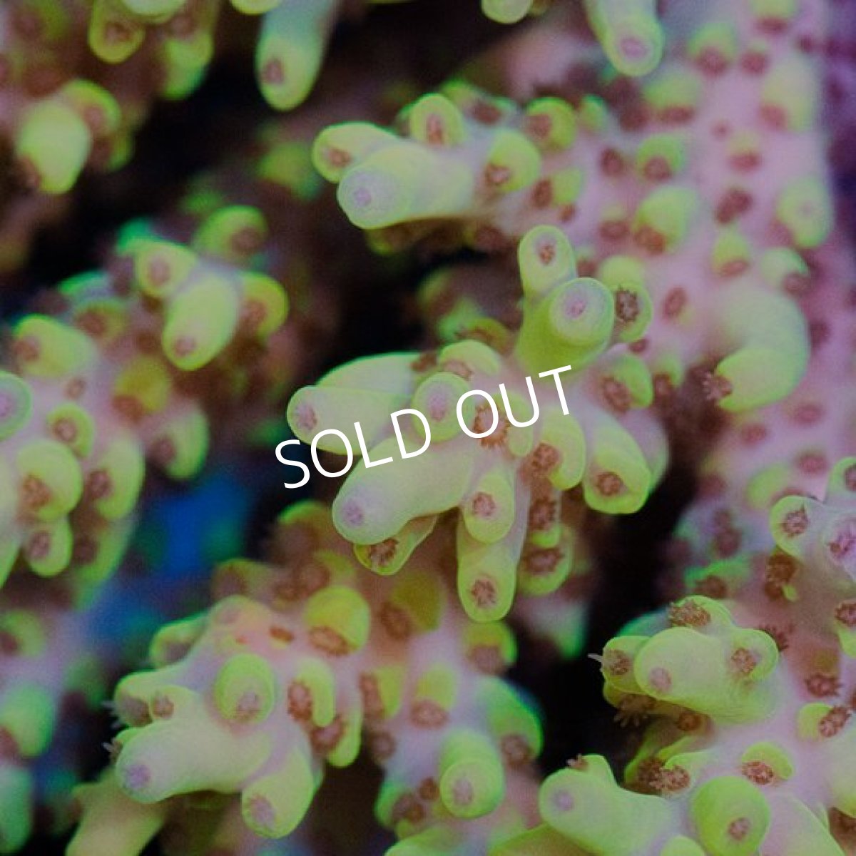 画像2: IF Acropora Ultra No.12 (2)