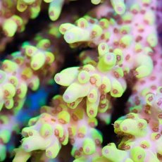 画像2: IF Acropora Ultra No.12 (2)