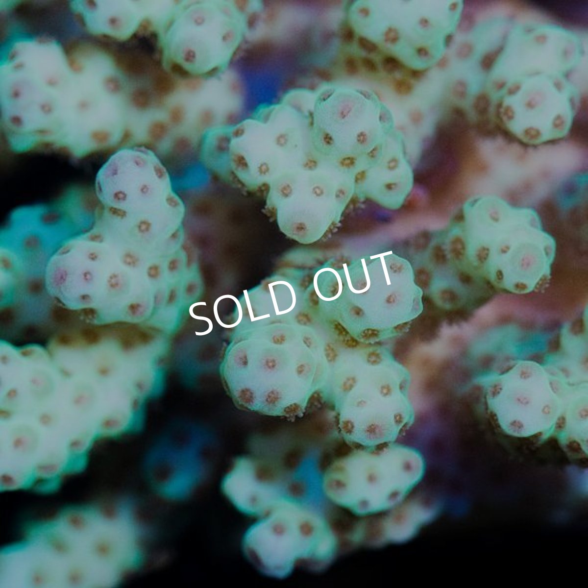 画像2: IF Acropora Ultra No.11 (2)