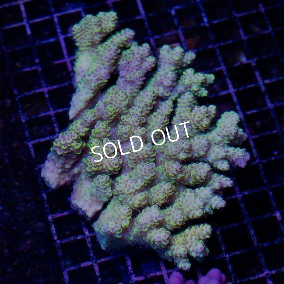 画像2: IF Acropora Ultra No.18 (2)