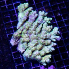 画像2: IF Acropora Ultra No.18 (2)