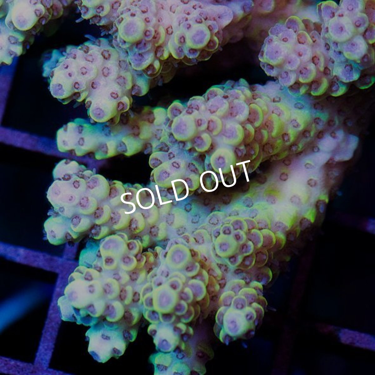 画像3: IF Acropora Ultra No.18 (3)