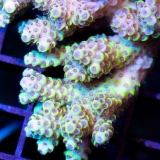 画像3: IF Acropora Ultra No.18 (3)